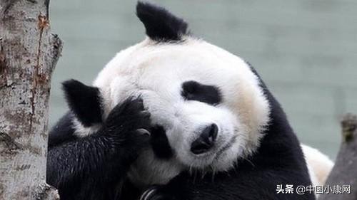 英媒：爱丁堡动物园差钱付不起每年百万英镑大熊猫租金 苏格兰惜别两熊猫