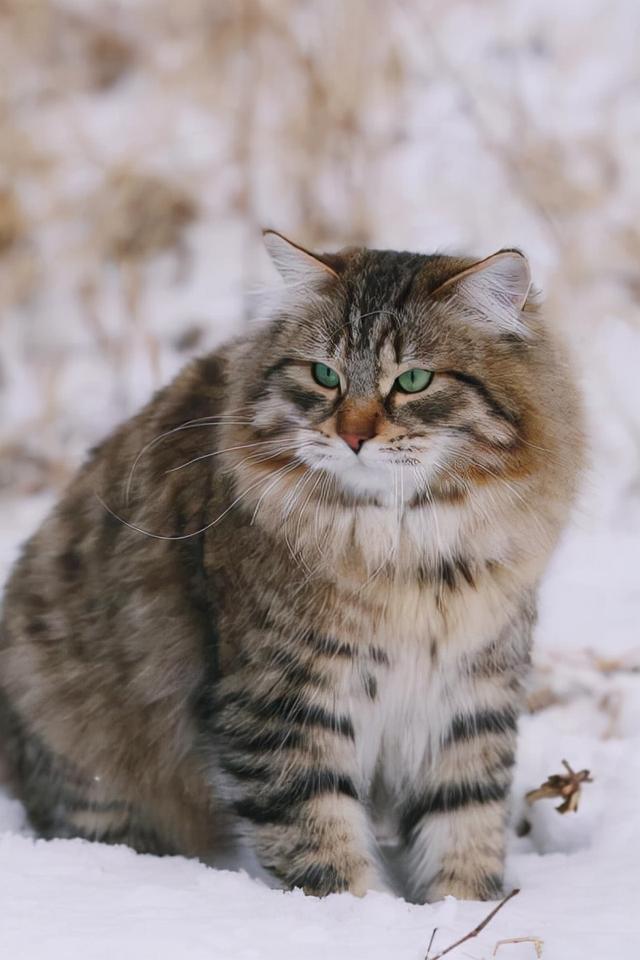 城门失火殃及猫猫，最魔幻的事发生了，俄罗斯的猫咪被制裁了